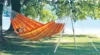 Hamac Barbados papaya