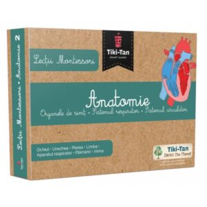 Lectii Montessori. Lectii de anatomie: Organe de simt. Sistemul respirator. Sistemul circulator