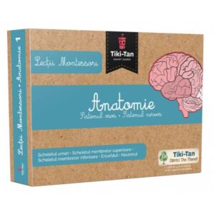 Lectii Montessori. Lectii de anatomie: Sistemul osos. Sistemul nervos