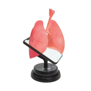 Macheta anatomica de asamblat Eastcolight