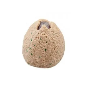 Ou de dinozaur antistres