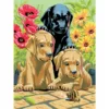 Prima mea pictura pe numere mica Royal Brush Junior Pui Labrador si Melc 22x30 cm