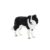 Caine Border Collie Mojo Animal Planet