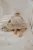Cearceaf din bumbac pentru patut 120×60 cm Boho Sand