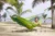 Hamac outdoor Silk traveller forest