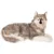 Lup siberian de plus Amek 70 cm