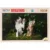 Puzzle Luxury, Witty Puzzlezz, Catel si pisicuta, 100 piese